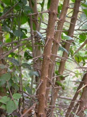 Dovyalis abyssinica