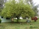 Morus alba