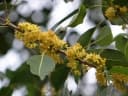 Sideroxylon foetidissimum