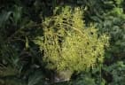 Schefflera umbellifera