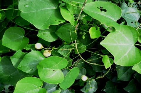 Adenia cissampeloides