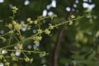 Simarouba glauca