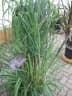 Cymbopogon nardus