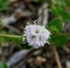 Boerhavia repens