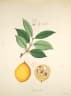 Willughbeia edulis