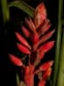 Renealmia alpinia