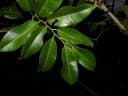 Annona glabra
