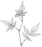 Solanum caripense