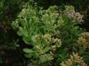 Pluchea indica