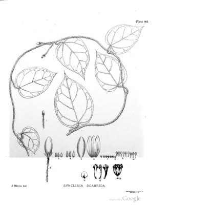 Synclisia scabrida