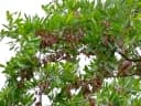 Terminalia sericea