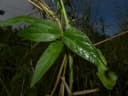 Vigna vexillata