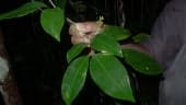 Inga capitata