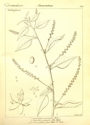 Digera muricata