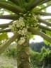 Carica papaya