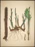 Calamus viminalis