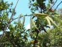 Gymnema sylvestre
