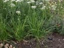 Allium tuberosum