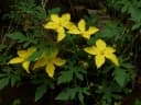 Momordica dioica