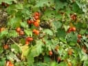 Solanum aethiopicum