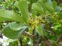 Strychnos madagascariensis