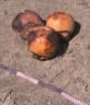 Borassus aethiopum