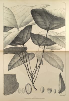 Scaphium affine