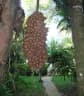 Attalea cohune