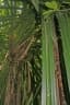 Pandanus houlletii