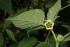 Physalis peruviana
