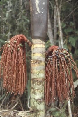 Oenocarpus mapora