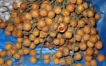 Baccaurea polyneura