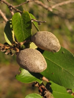 Parinari campestris
