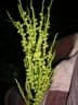 Dypsis baronii