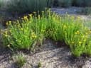 Chrysocephalum apiculatum