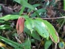 Theobroma grandiflorum