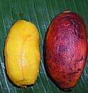 Musa troglodytarum
