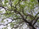 Lannea microcarpa
