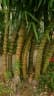 Bambusa vulgaris
