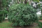 Murraya paniculata