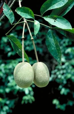 Crateva religiosa