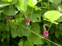 Pueraria montana