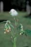 Crassocephalum crepidioides