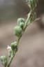 Drimia indica