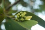 Garcinia indica