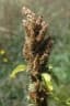Amaranthus retroflexus