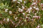 Camellia yunnanensis