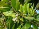 Pimenta dioica