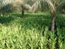 Curcuma longa
