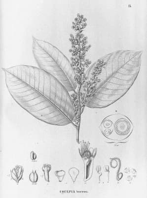 Couepia bracteosa